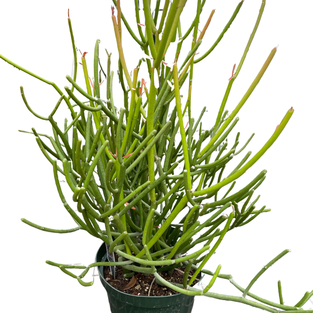 pencil cactus euphorbia tirucalli EUPHORBIA 'PENCIL CACTUS'