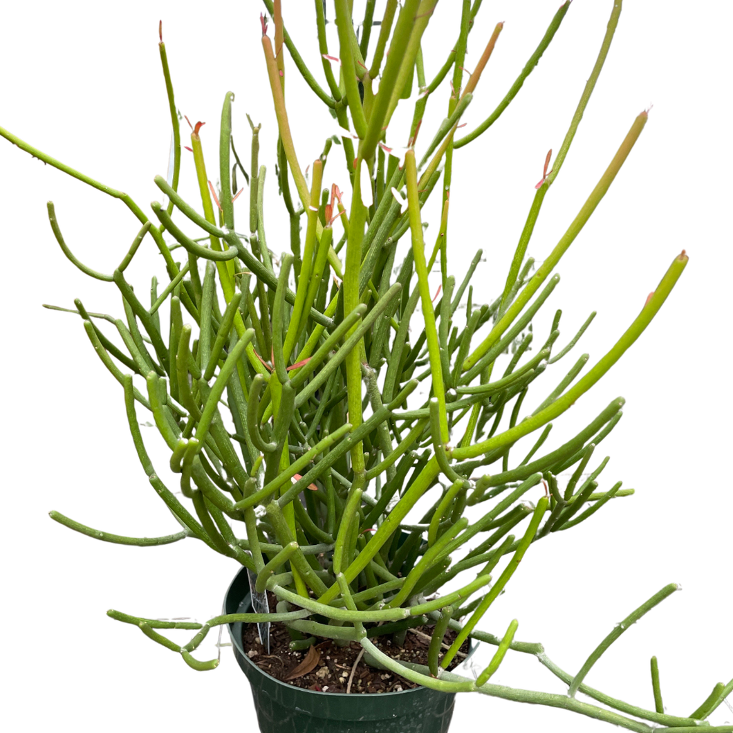 spineless pencil cactus EUPHORBIA 'PENCIL CACTUS'