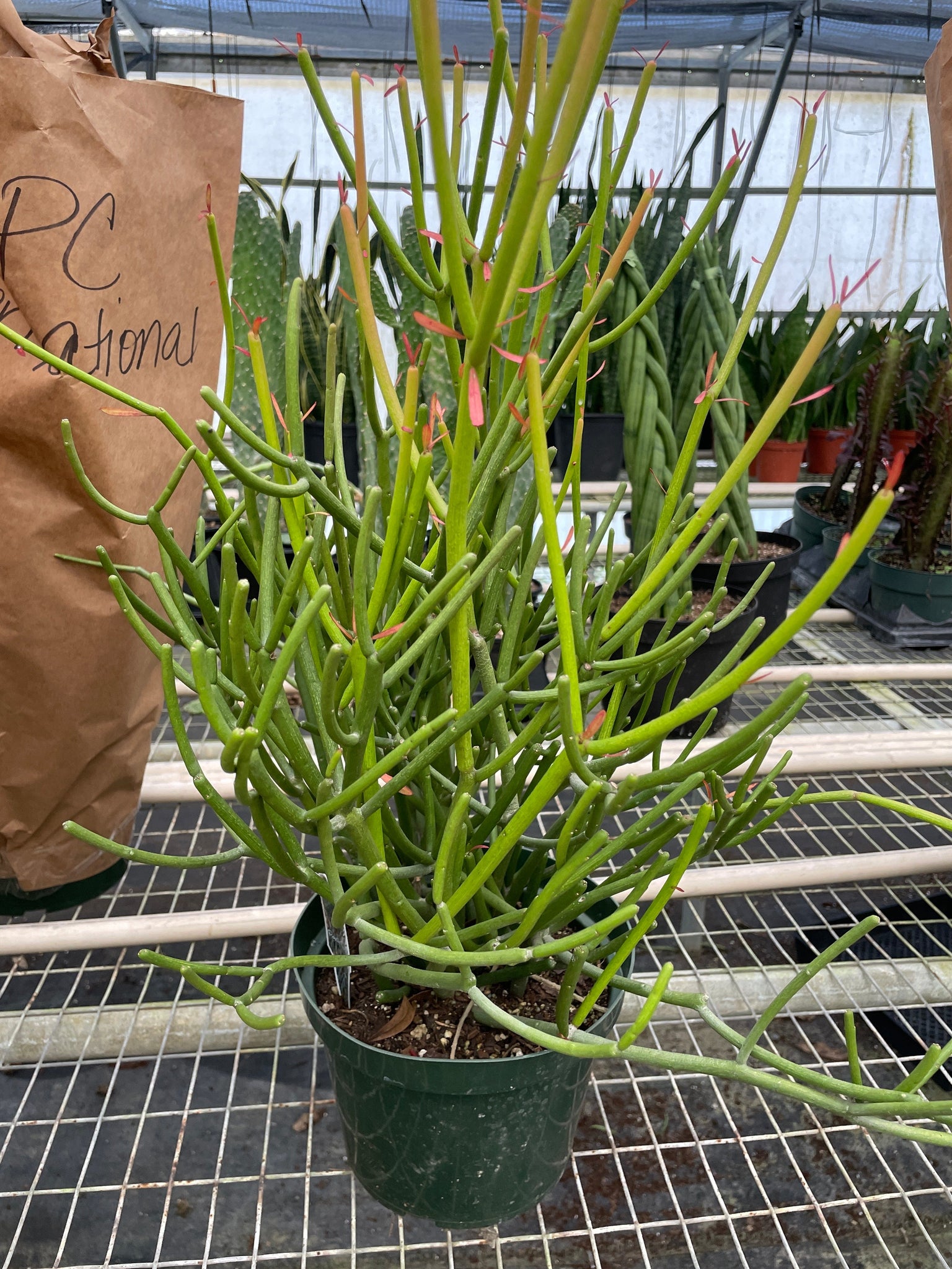 pencil cactus varieties EUPHORBIA 'PENCIL CACTUS' – Mickey Hargitay Plants