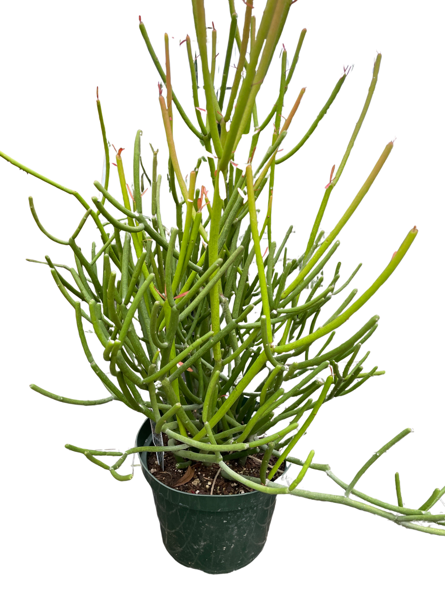buy pencil cactus EUPHORBIA 'PENCIL CACTUS'