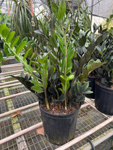 Load image into Gallery viewer, ZZ Zamioculcas &#39;Black Queen&#39;