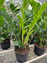 Load image into Gallery viewer, Zamioculcas Zamiifolia ZZ