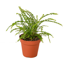 Load image into Gallery viewer, Fern &#39;Lemon Button&#39;