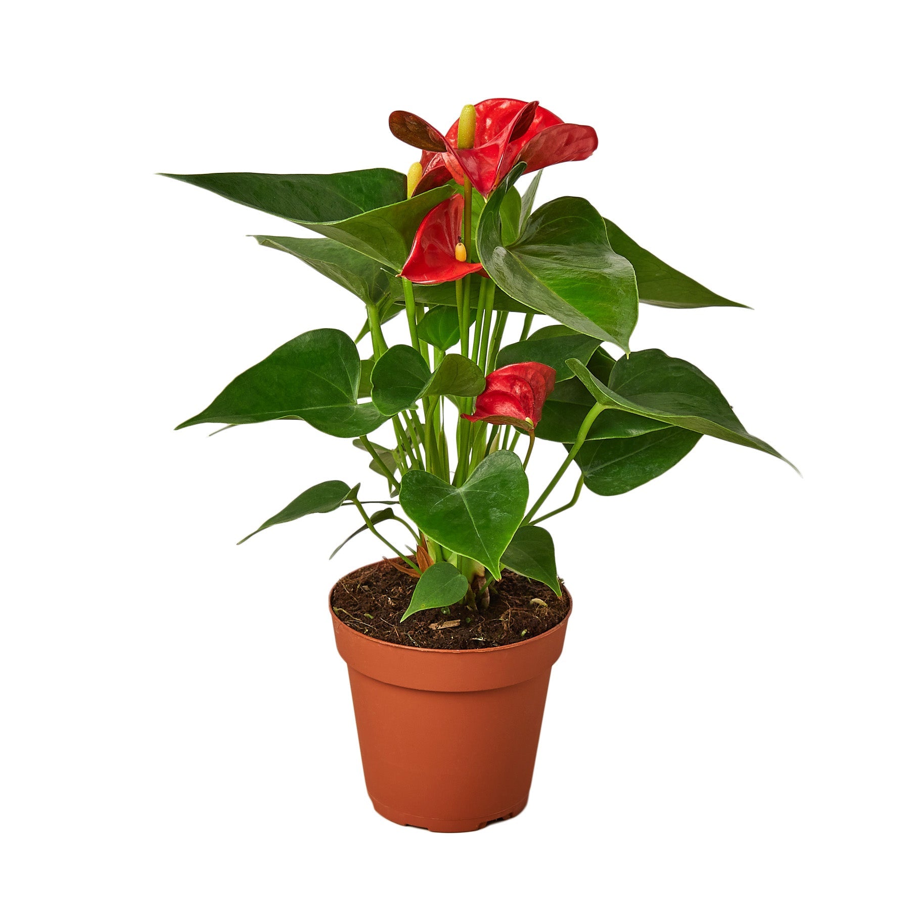 Anthurium 'Red' – Mickey Hargitay Plants