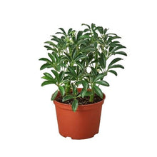 Load image into Gallery viewer, Schefflera Moonlight &#39;Umbrella Plant&#39;