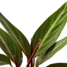 Load image into Gallery viewer, Stromanthe Sanguinea