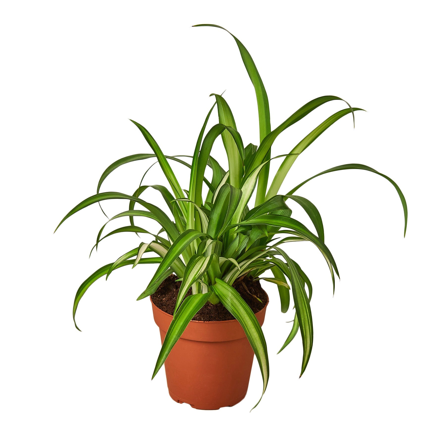 Spider Plant 'Hawaiian' 4