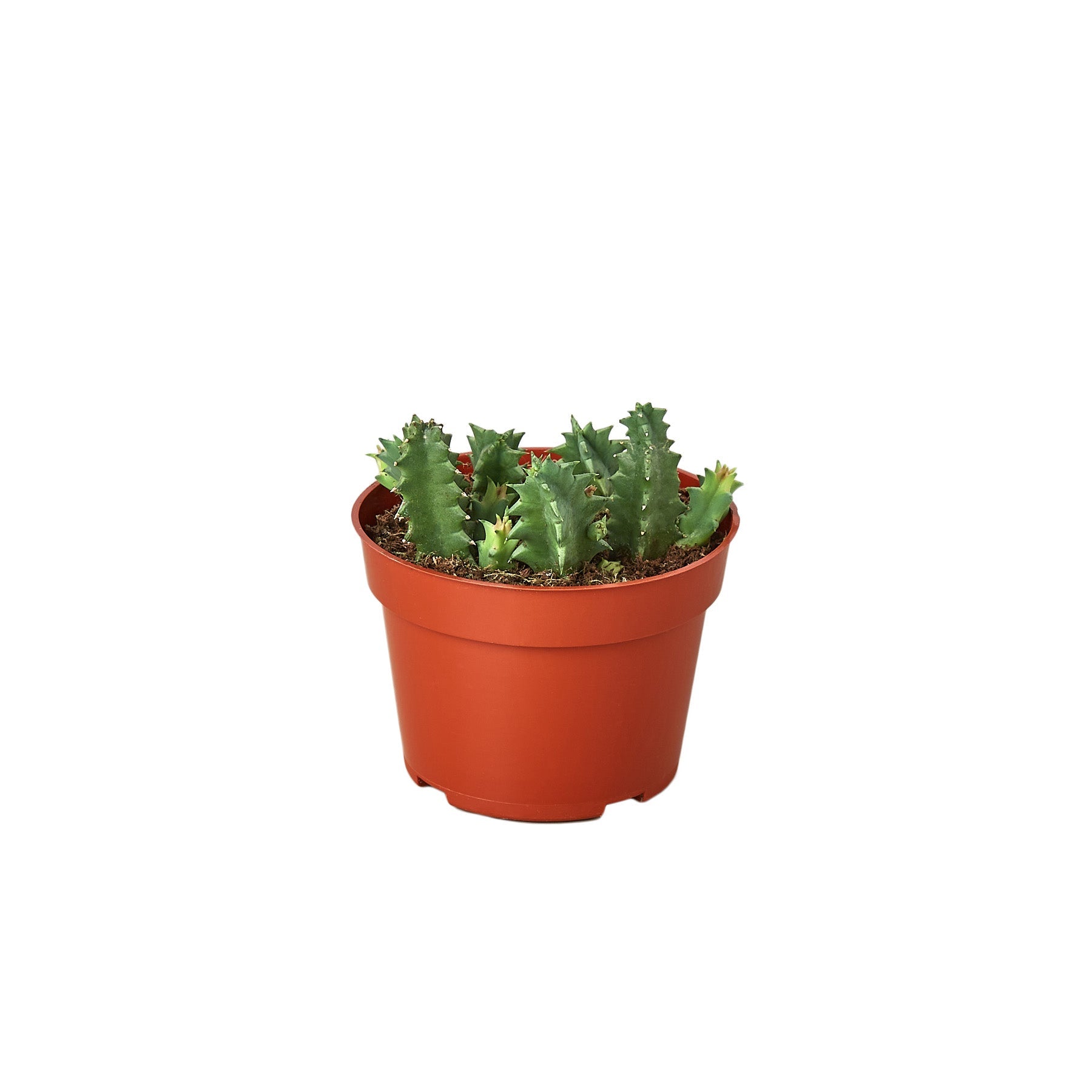 Lifesaver Cactus – Mickey Hargitay Plants