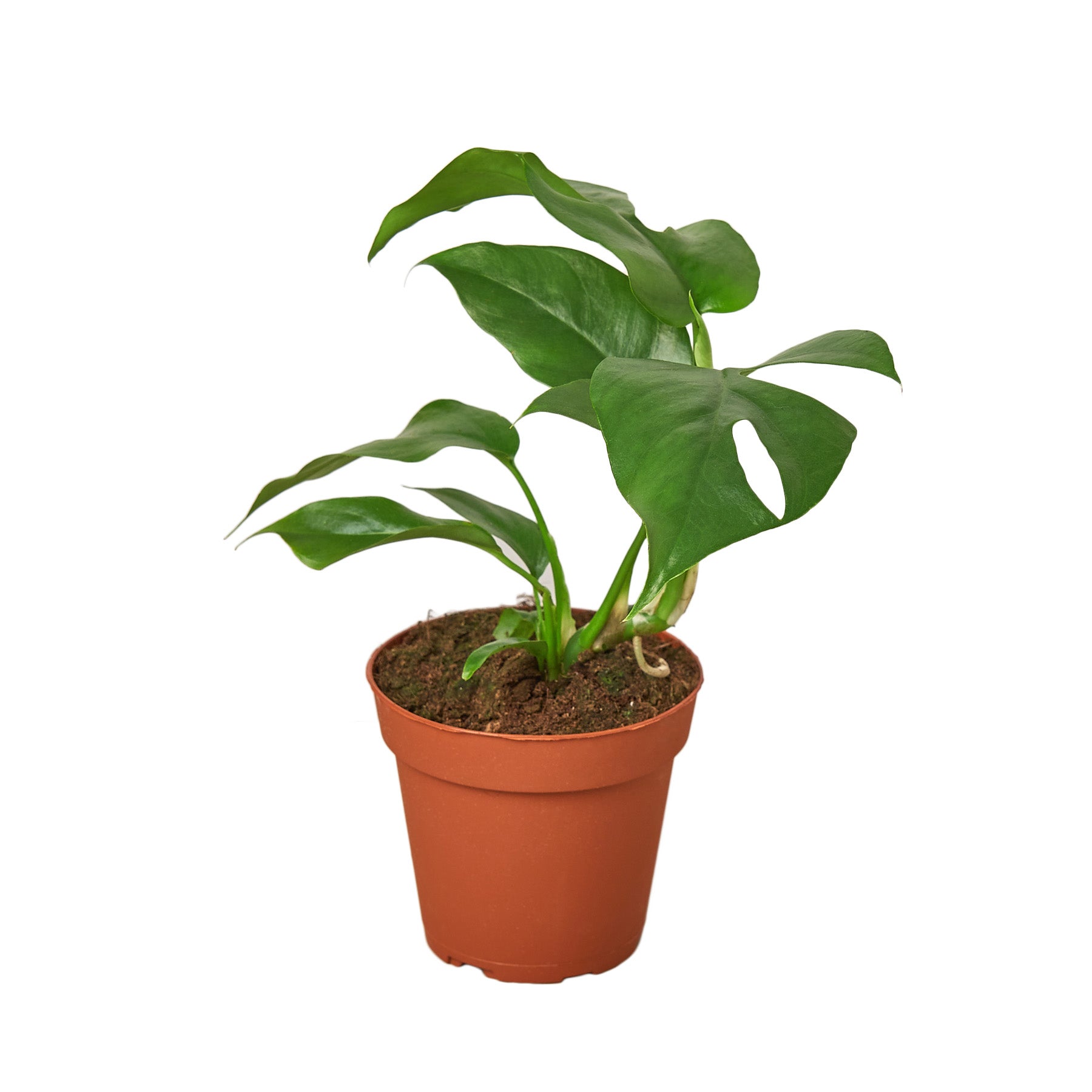 philodendron monstera mini Philodendron Mini Monstera Minima