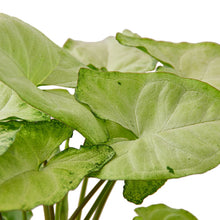 Load image into Gallery viewer, Syngonium White Butterfly
