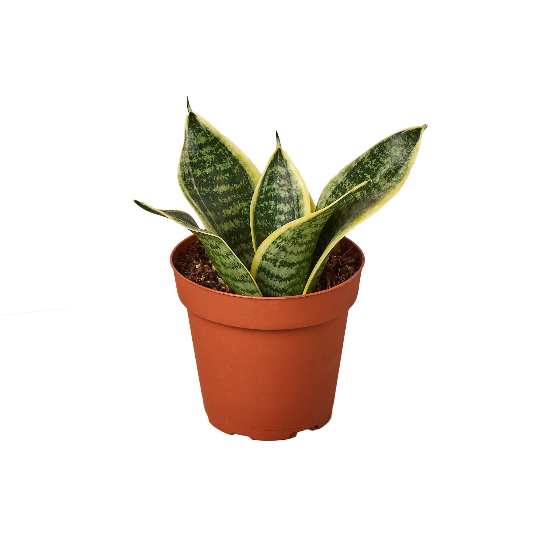 Snake Plant Laurentii Dwarf – Mickey Hargitay Plants