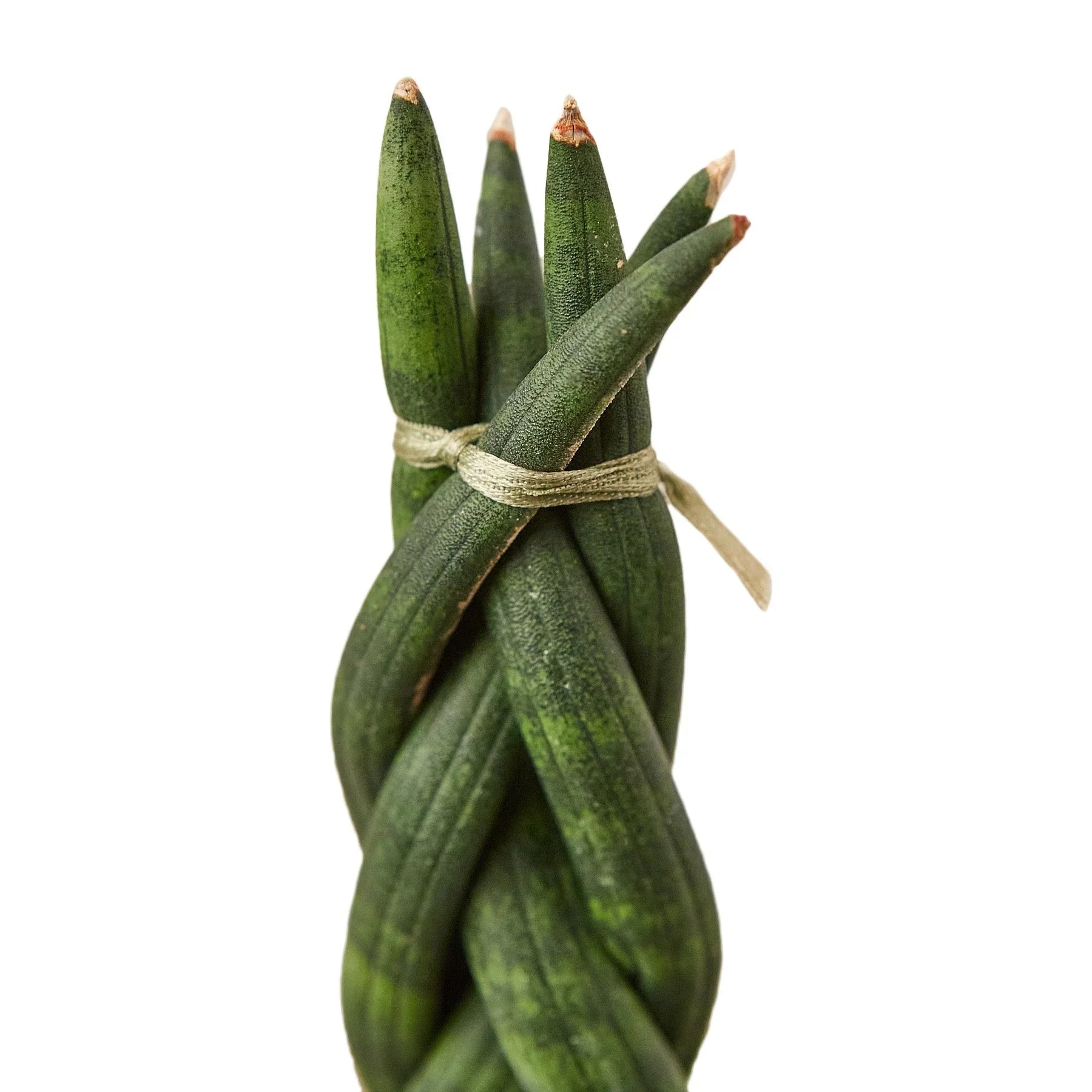dragon fingers braided snake plant Snake Plant Braided – Mickey Hargitay Plants