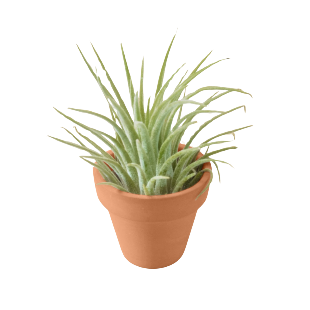 guatemala tillandsia air plant Ionantha Guatemala Tillandsia Air Plant with Terra Cotta