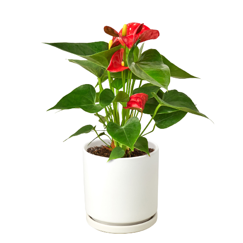 the red anthurium Anthurium 'Red' – Mickey Hargitay Plants