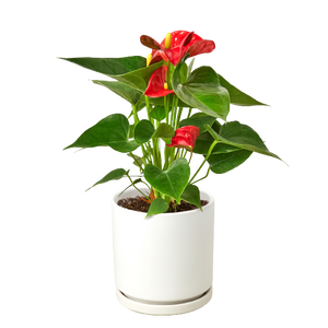 anthurium malato Anthurium 'Red' – Mickey Hargitay Plants
