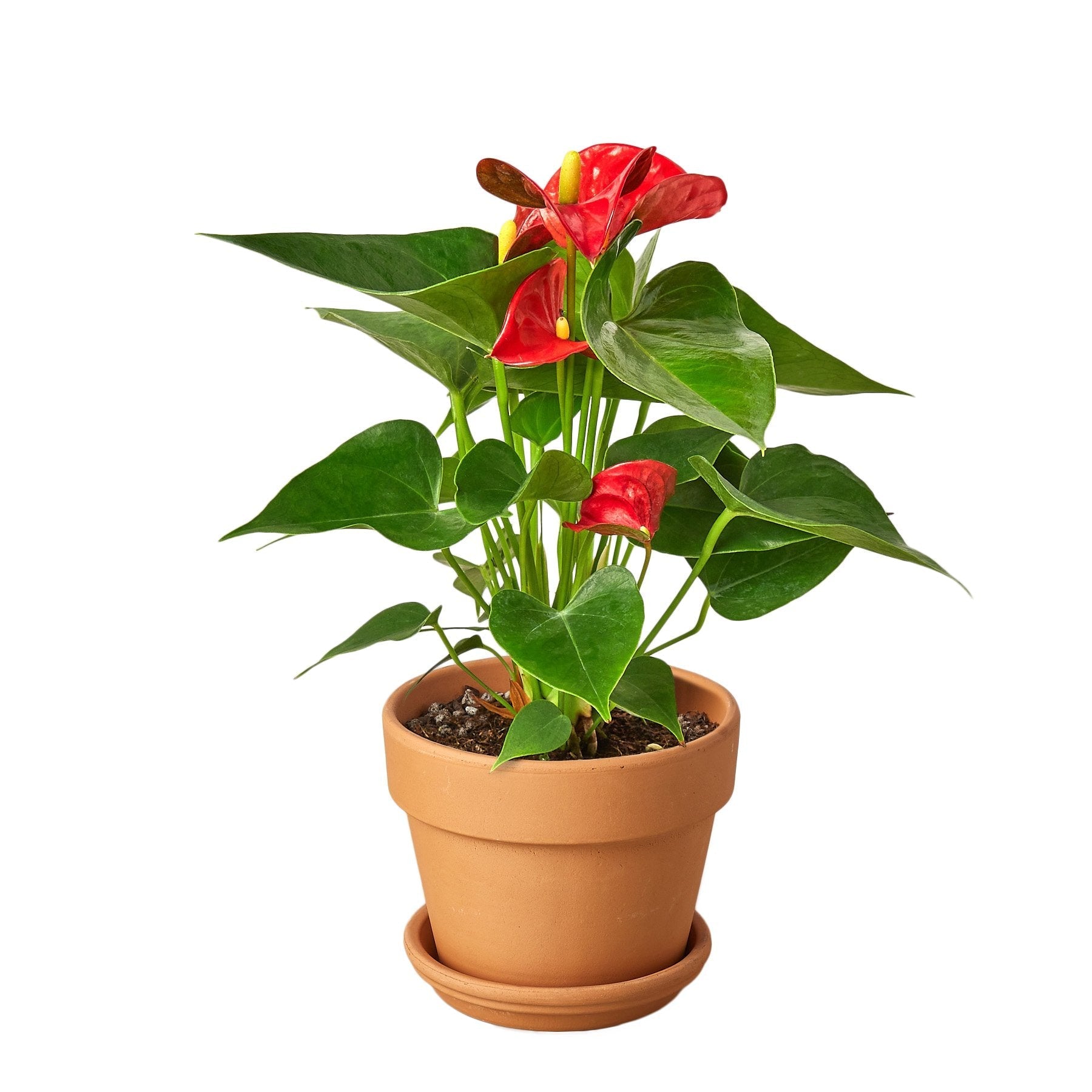 anthurium red sensation houseplant Anthurium 'Red' – Mickey Hargitay Plants