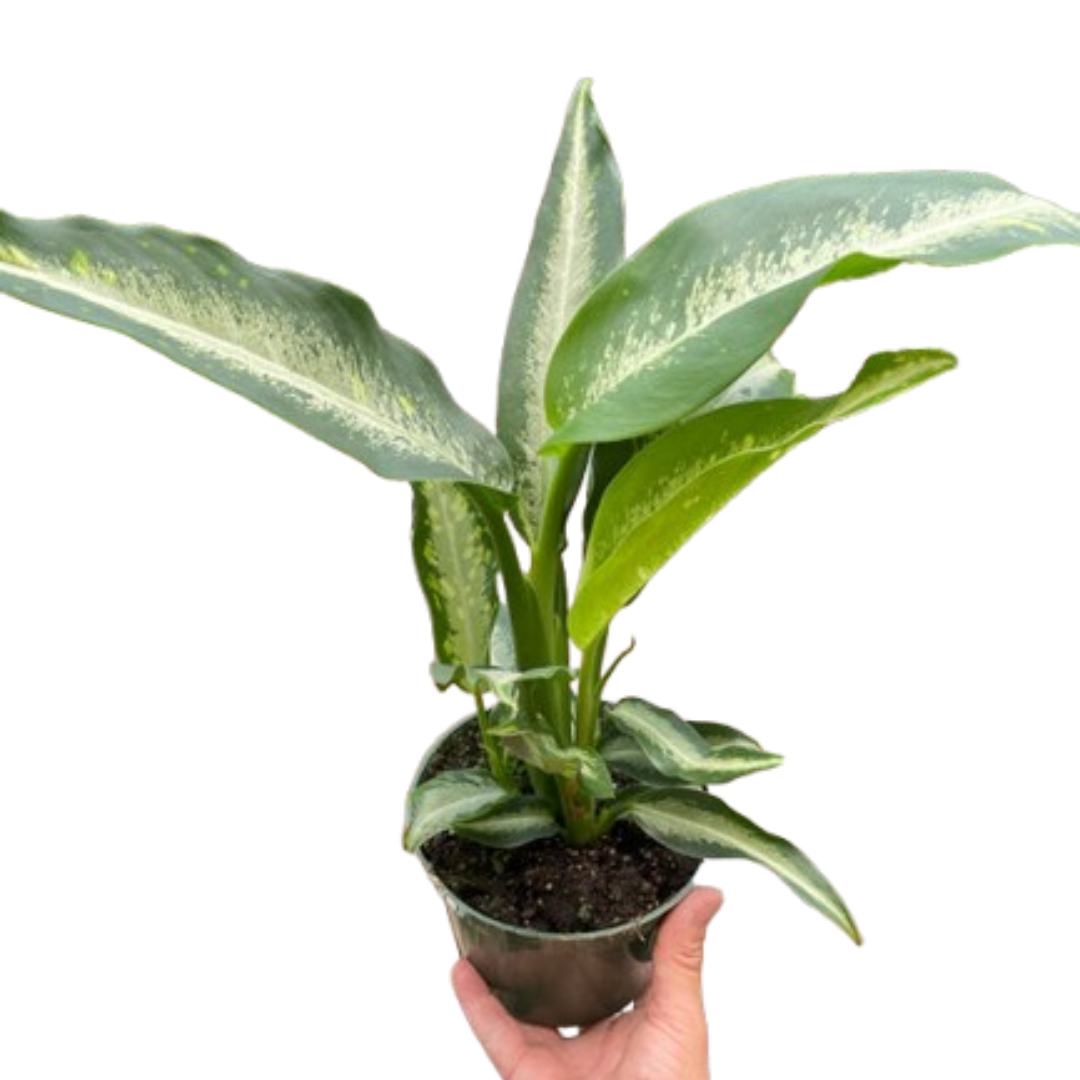 8 dieffenbachia panther Dieffenbachia Panther Cream Green