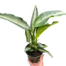 Load image into Gallery viewer, Dieffenbachia Panther