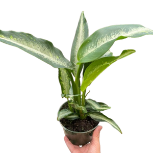 common name for dieffenbachia Dieffenbachia Panther