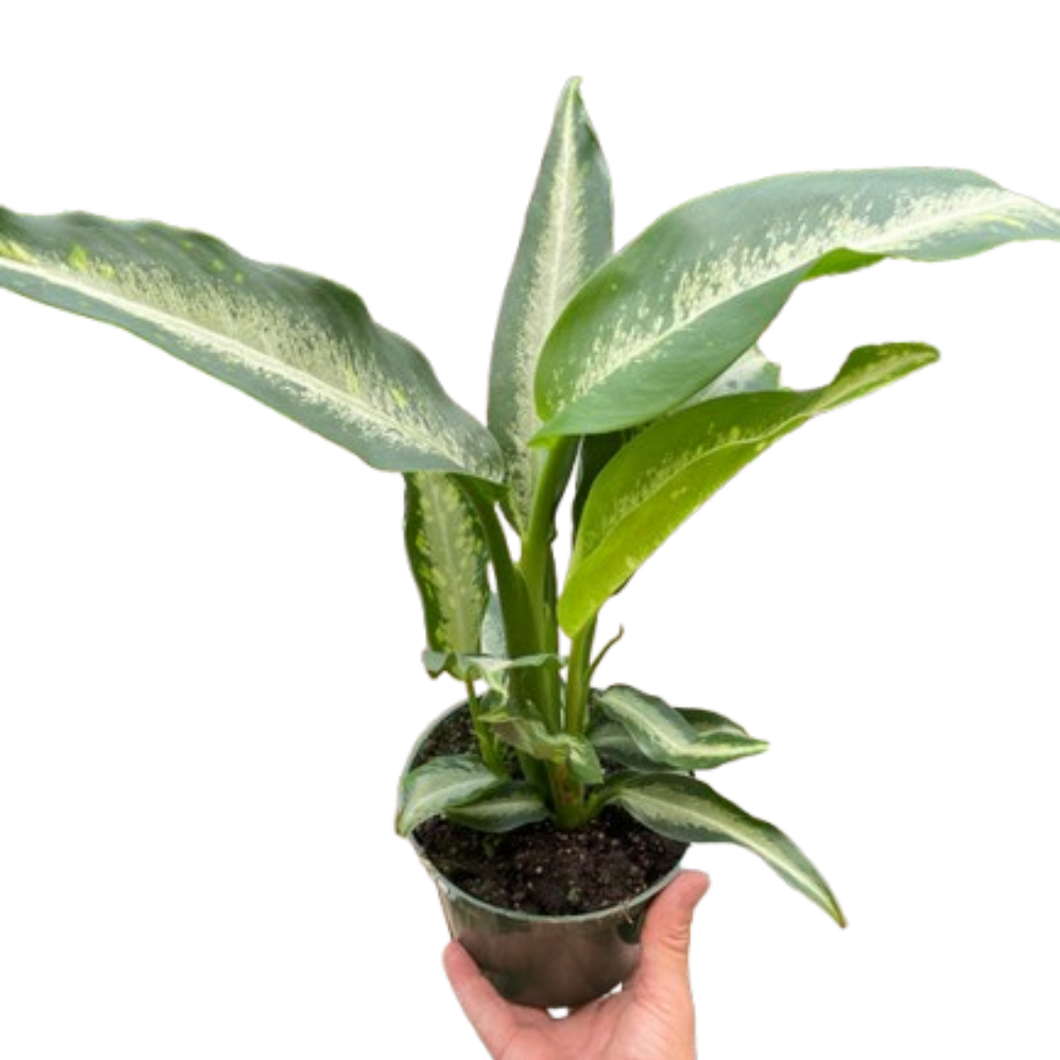 dieffenbachia panther Dieffenbachia Panther Cream Green