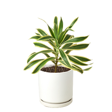 Load image into Gallery viewer, 📬 Dracaena &#39;Song of India&#39;