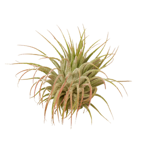 ionantha guatemala air plant Tillandsia Air Plant Ionantha Guatemala – Mickey Hargitay Plants