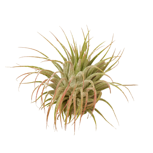 mexican air plant Tillandsia Air Plant Ionantha Guatemala – Mickey Hargitay Plants