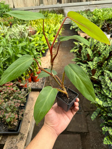 philodendron emerald red Philodendron Red Emerald – Mickey Hargitay Plants