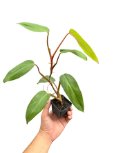 Load image into Gallery viewer, Philodendron Red Emerald