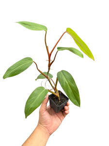 Philodendron Red Emerald