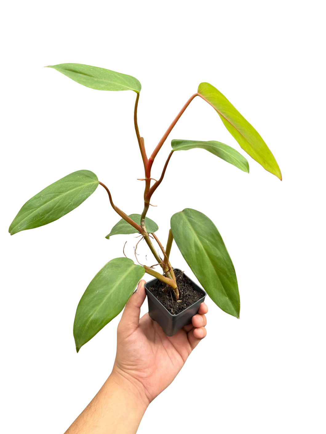 how to care for philodendron red emerald Philodendron Red Emerald – Mickey Hargitay Plants