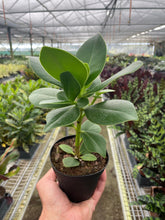 Load image into Gallery viewer, Clusia &#39;Princess&#39; (Autograph Plant)