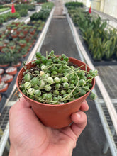 Load image into Gallery viewer, Succulent &#39;String of Pearls&#39; Variegated