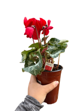 Load image into Gallery viewer, Cyclamen &#39;Red&#39;