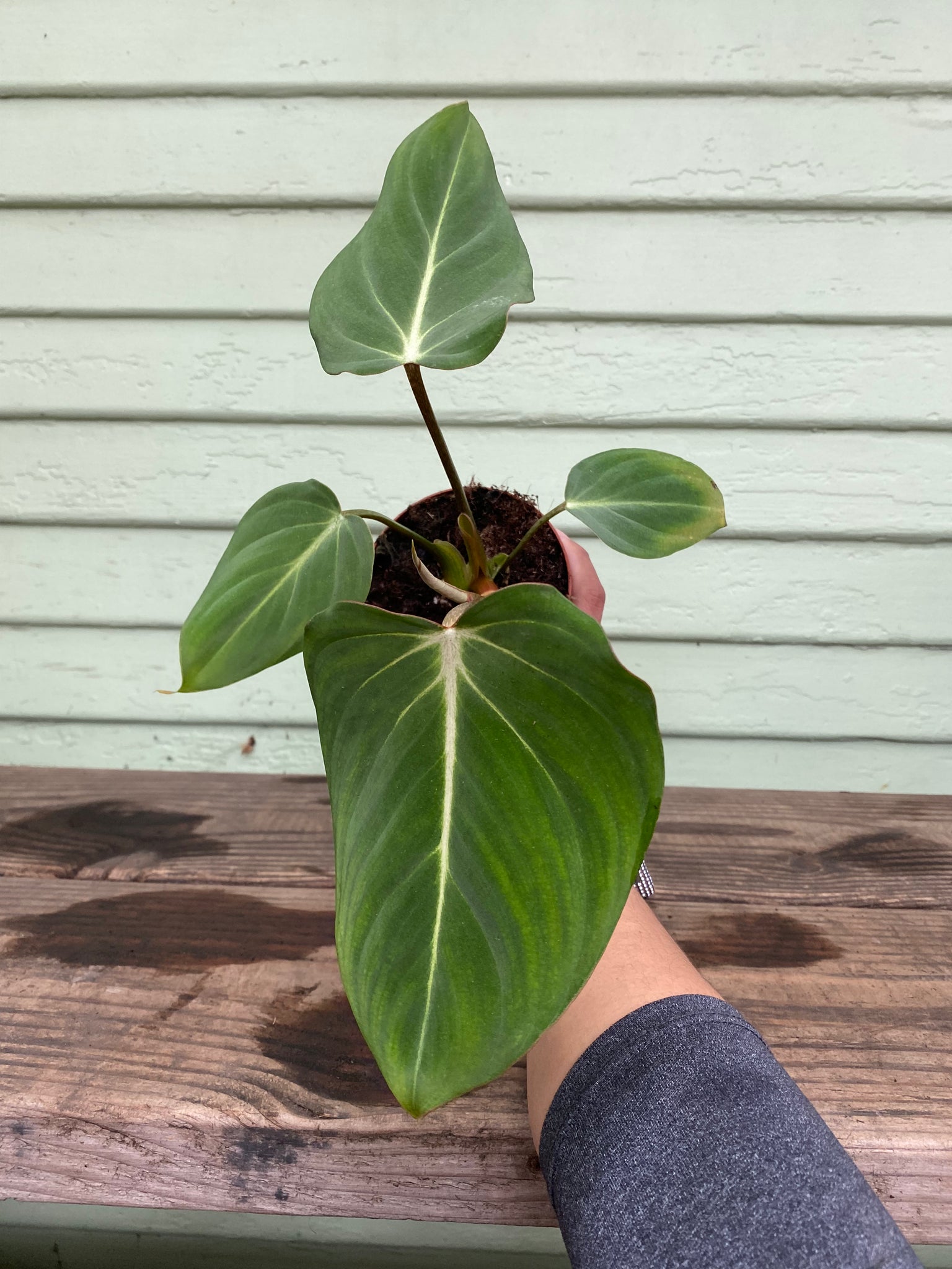 philodendron gloriosum pot Philodendron gloriosum