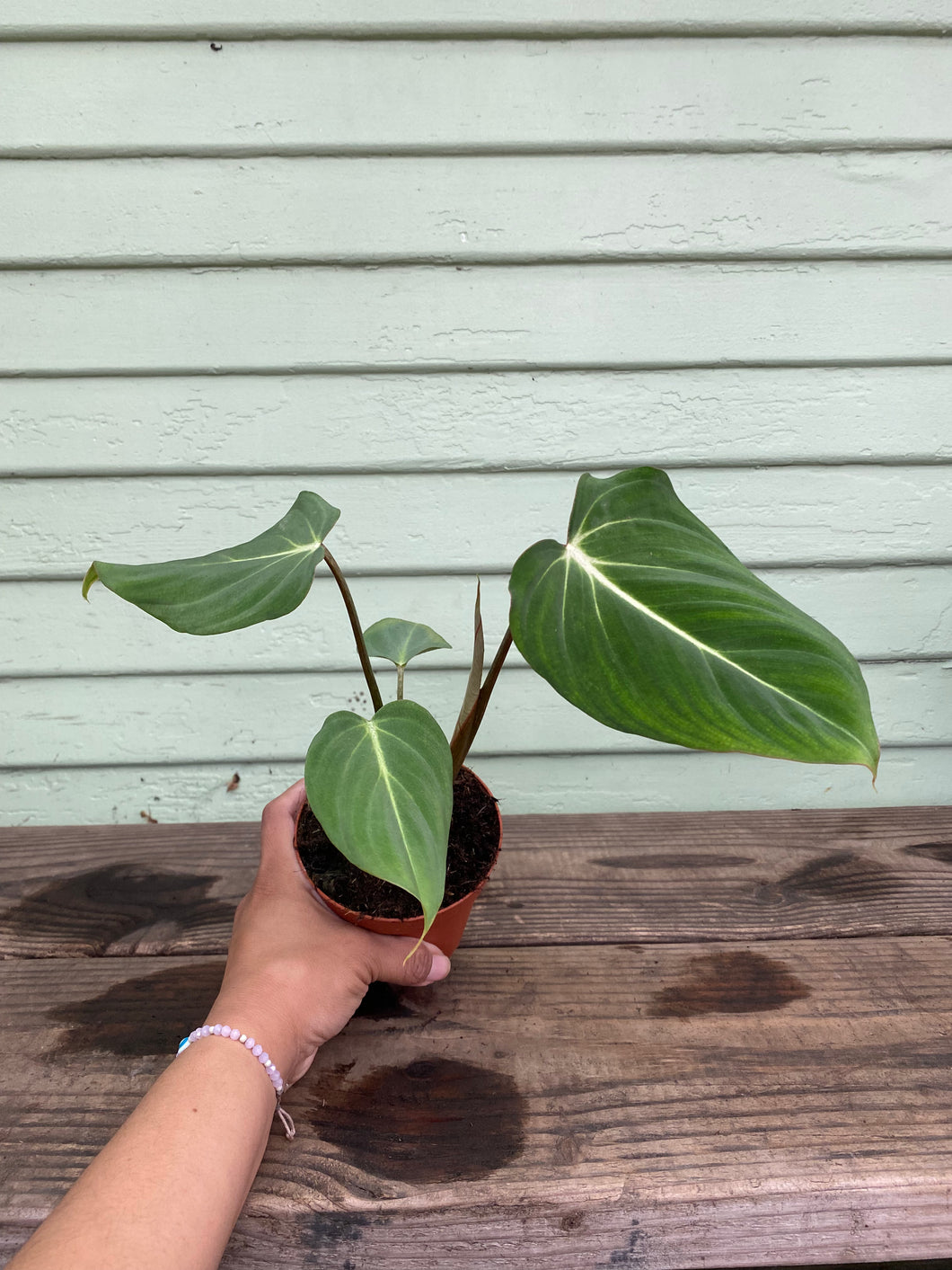 philodendron gloriosum leaf size Philodendron gloriosum