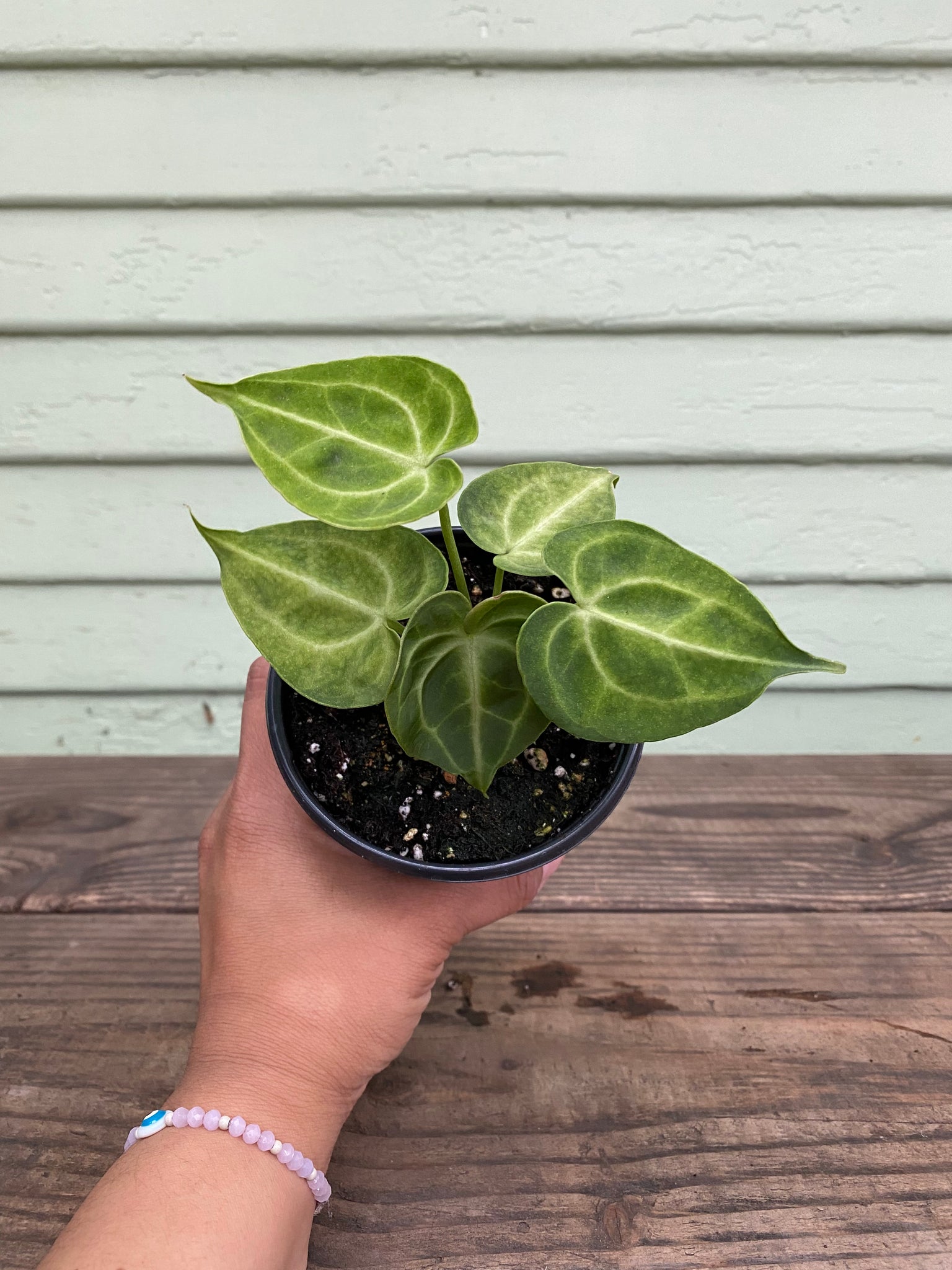 anthurium clarinervium sale Anthurium clarinervium
