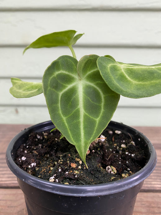 Anthurium clarinervium