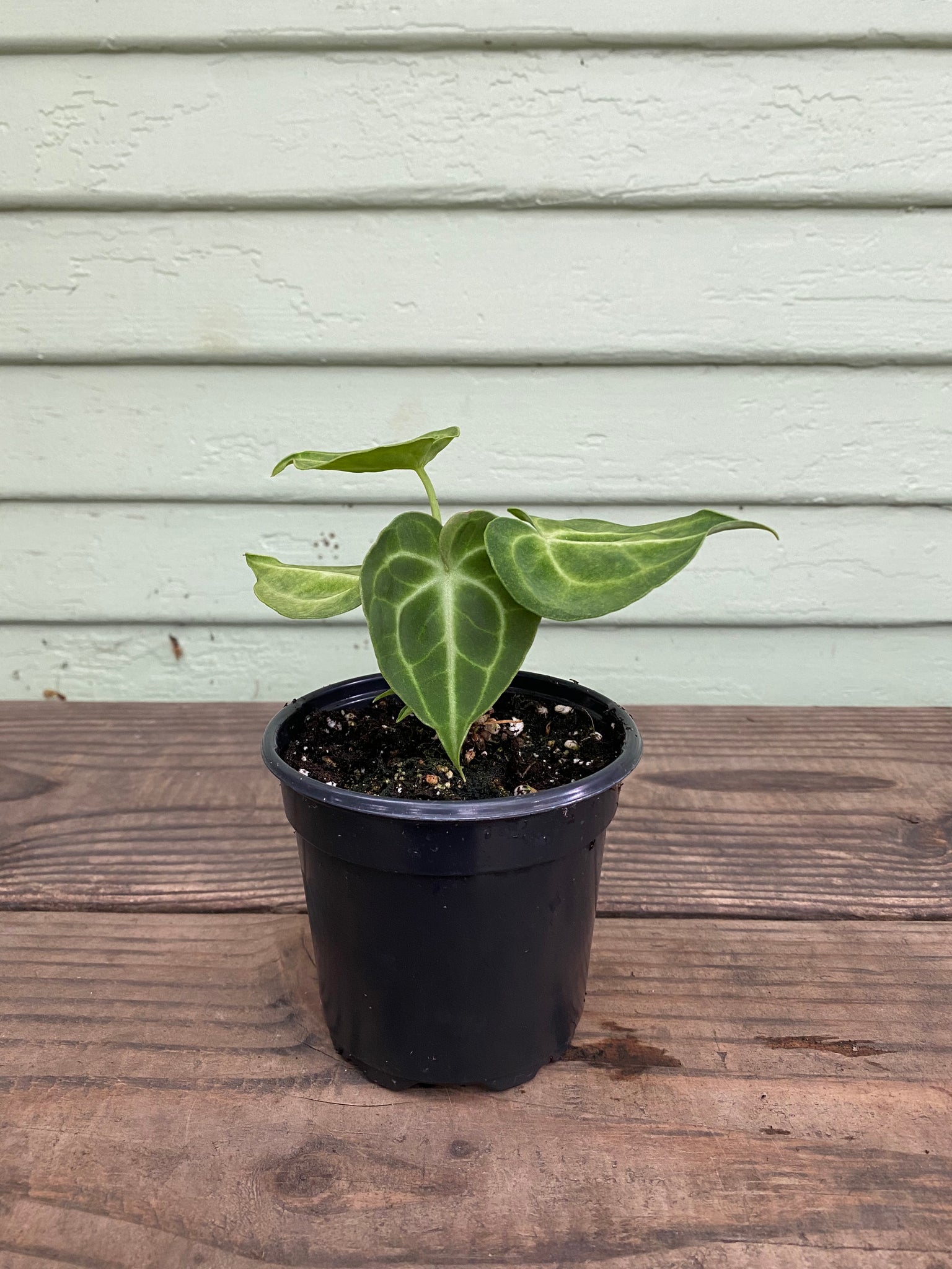 anthurium genelard Anthurium clarinervium