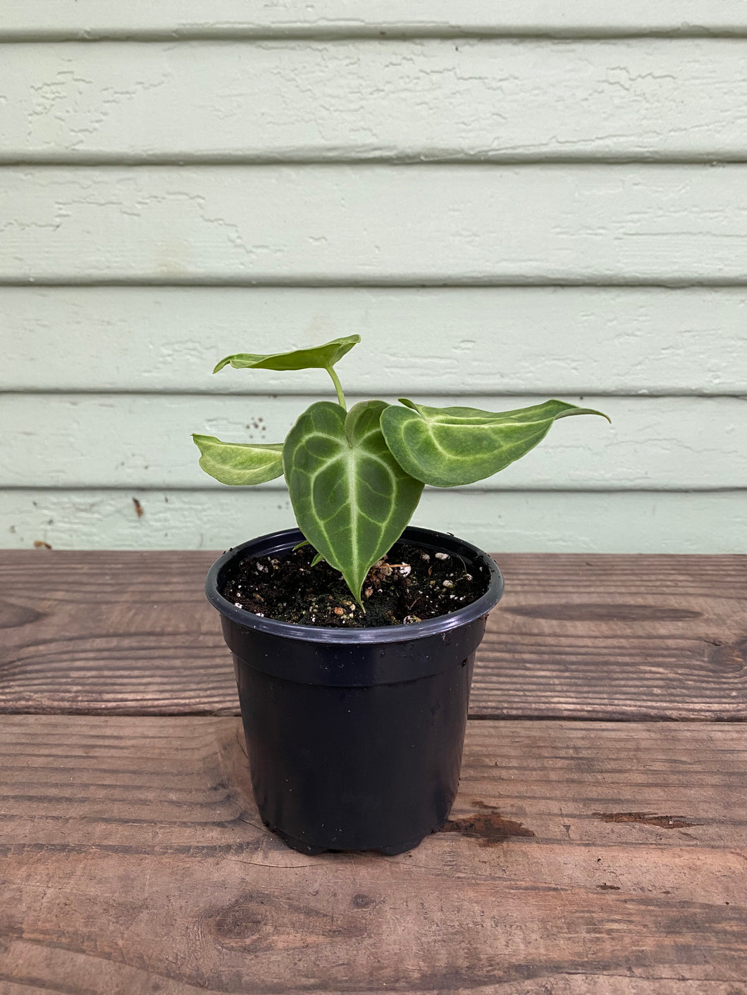 anthurium clarinervium for sale usa Anthurium clarinervium