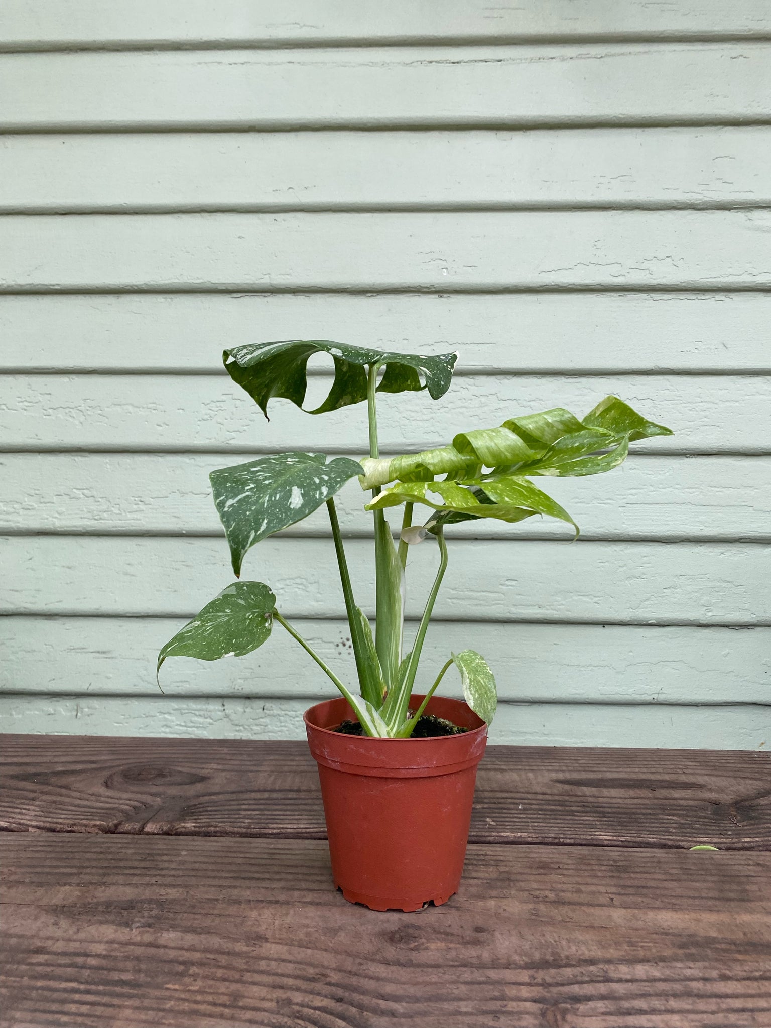 monstera mickey mouse Monstera Thai Constellation