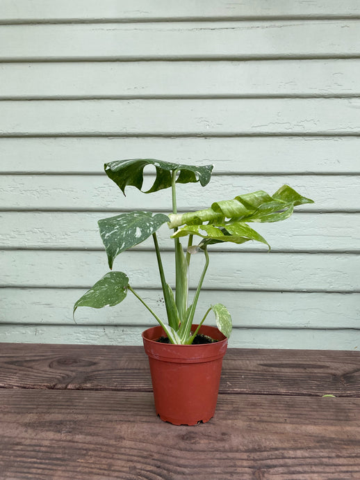 Monstera Thai Constellation