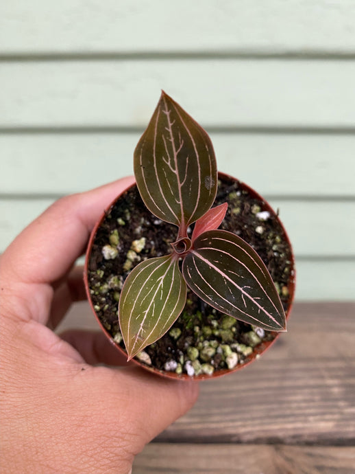 Orchid Jewel - ludisia