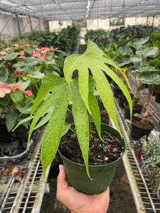 anthurium fingers plant Anthurium Fingers – Mickey Hargitay Plants