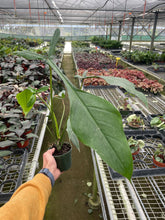 Load image into Gallery viewer, Philodendron &#39;Joepii&#39;