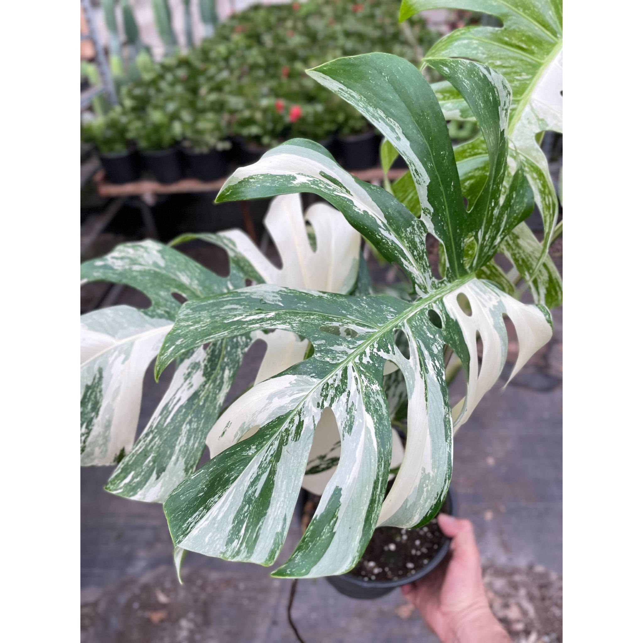 albo monstera Monstera 'Albo Borsigiana Variegated'
