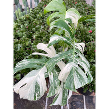 Load image into Gallery viewer, Monstera &#39;Albo Borsigiana Variegated&#39;