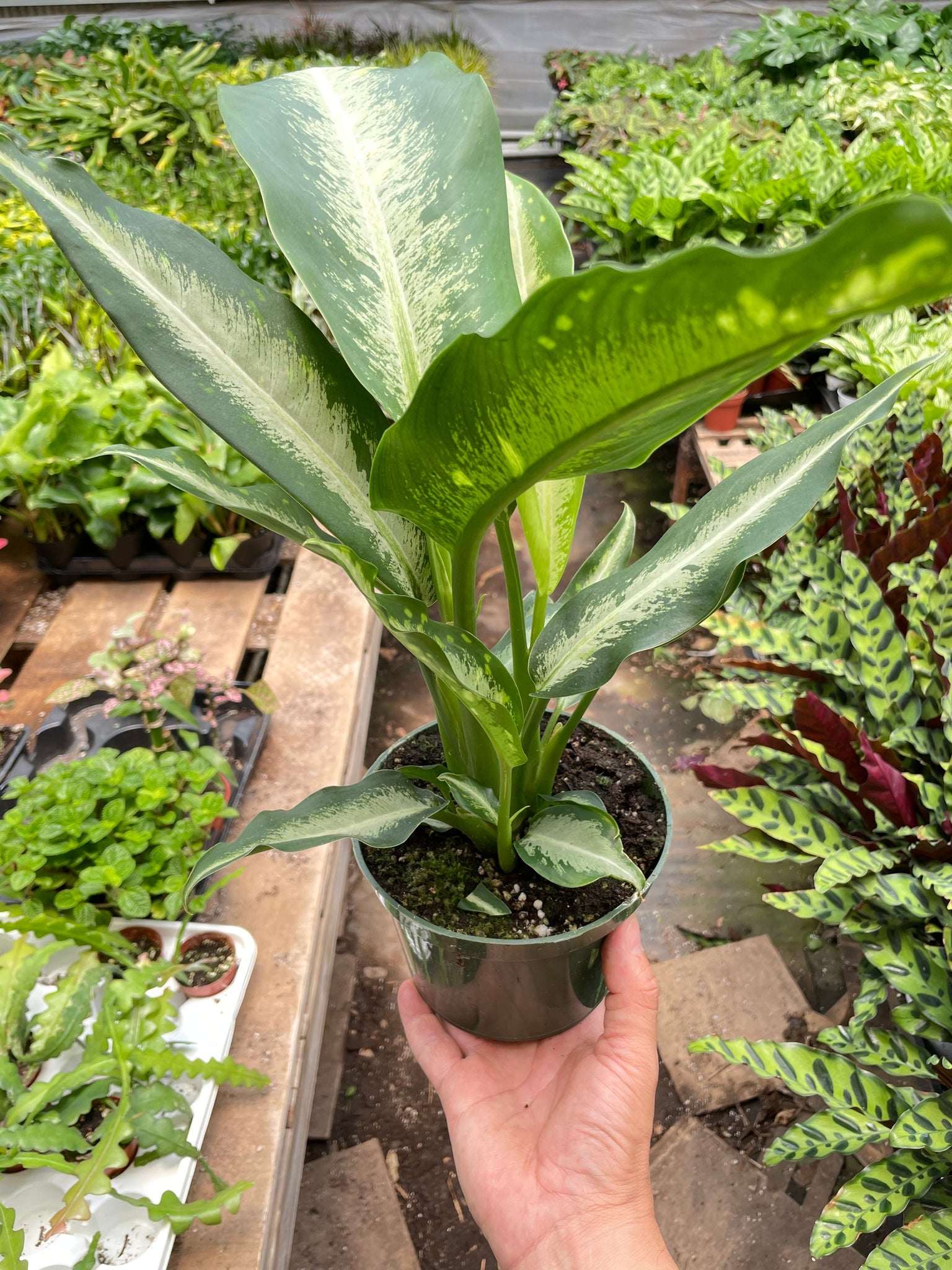dieffenbachia panther care Dieffenbachia Panther – Mickey Hargitay Plants