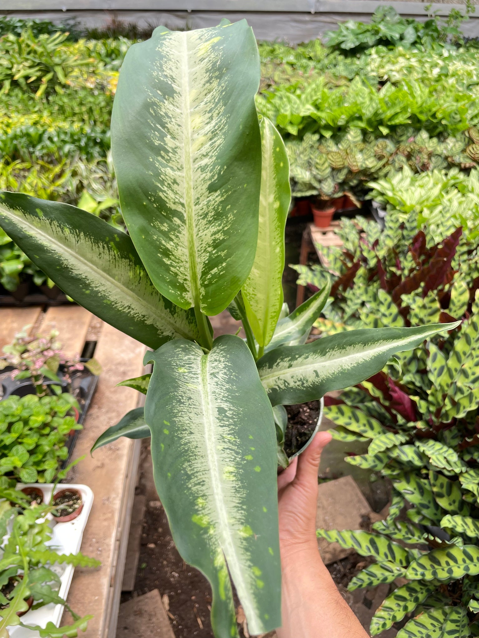 dieffenbachia panther plant Dieffenbachia Panther – Mickey Hargitay Plants
