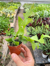 Load image into Gallery viewer, Shark Tooth Orchid Cactus
